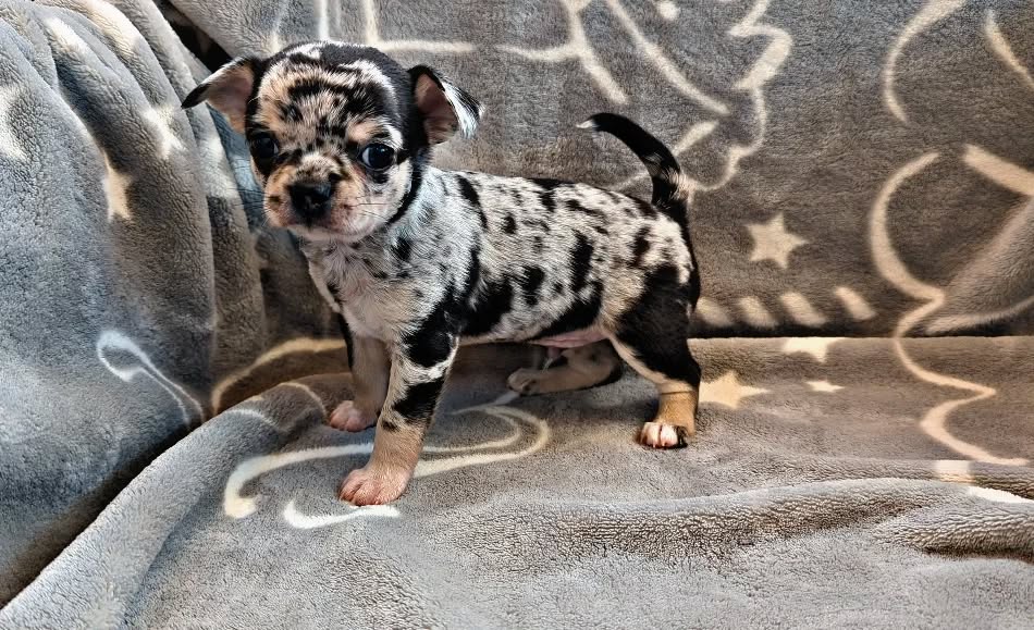 Cocoa, a blue merle smooth-coat Michigan chihuahua puppy from Chihuvas