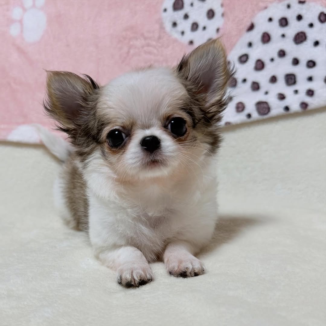 Poppy, a sable & white long-coat Michigan chihuahua puppy from Chihuvas