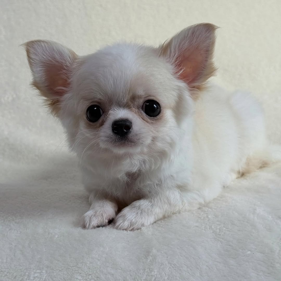 Penny, a white long-coat Michigan chihuahua puppy from Chihuvas