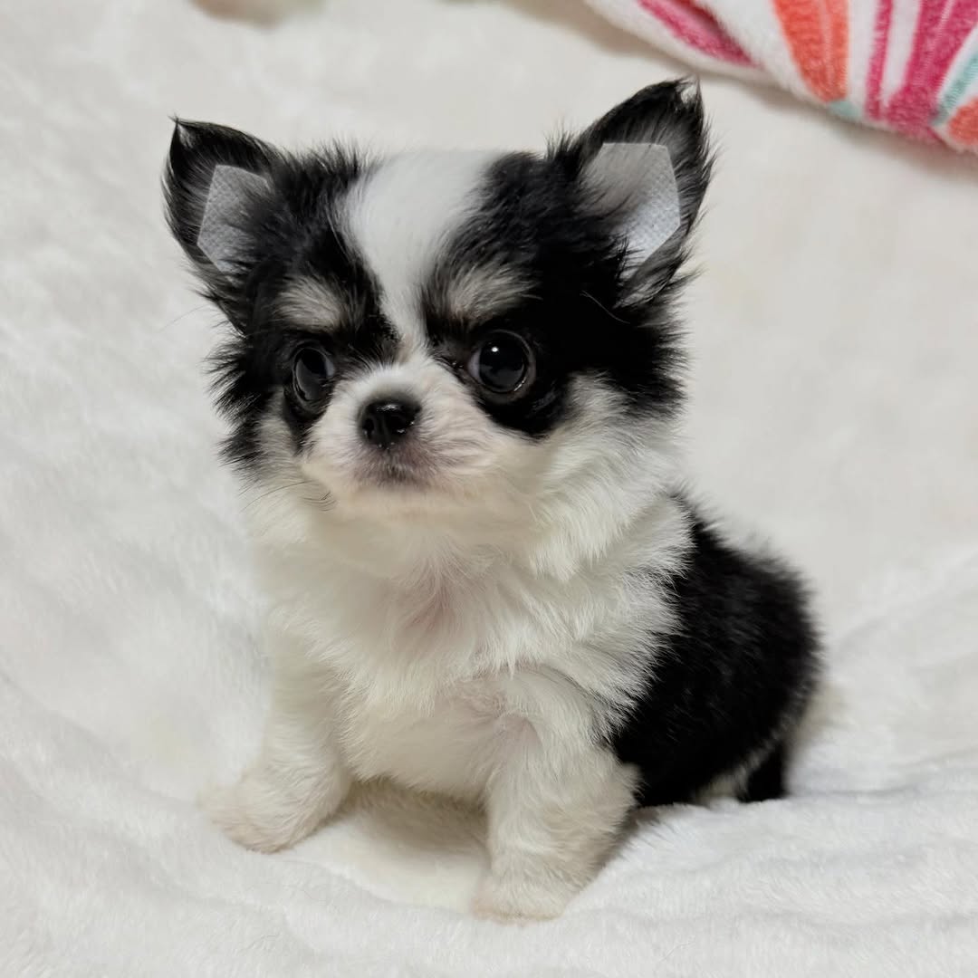 chihuahua breeder