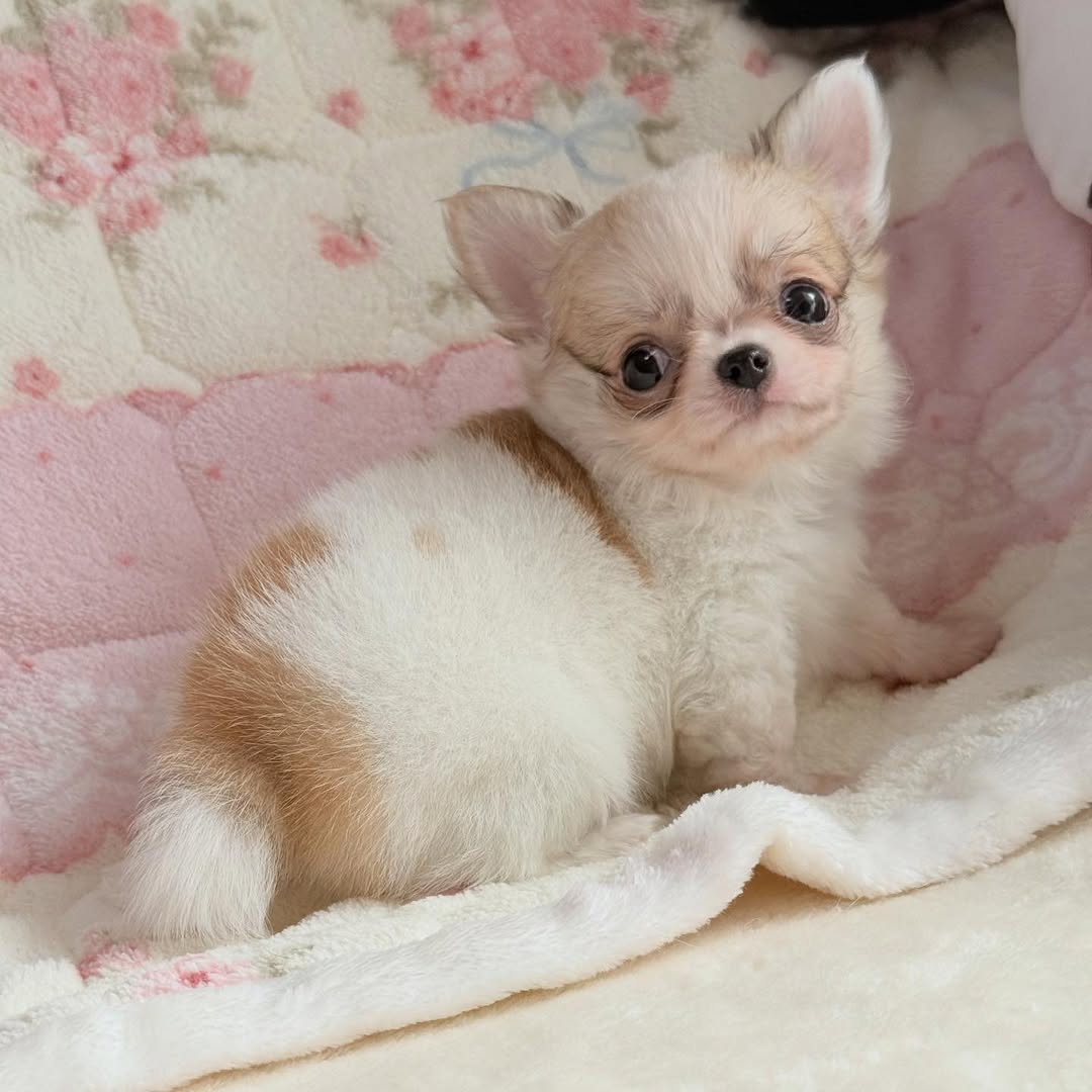 Nova, a fawn & white long-coat Michigan chihuahua puppy from Chihuvas