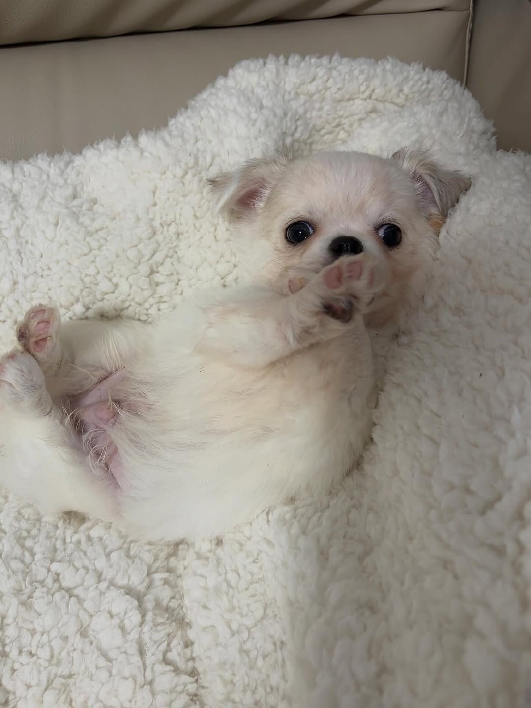 A Chihuvas Michigan chihuahua puppy resting in our Traverse City home