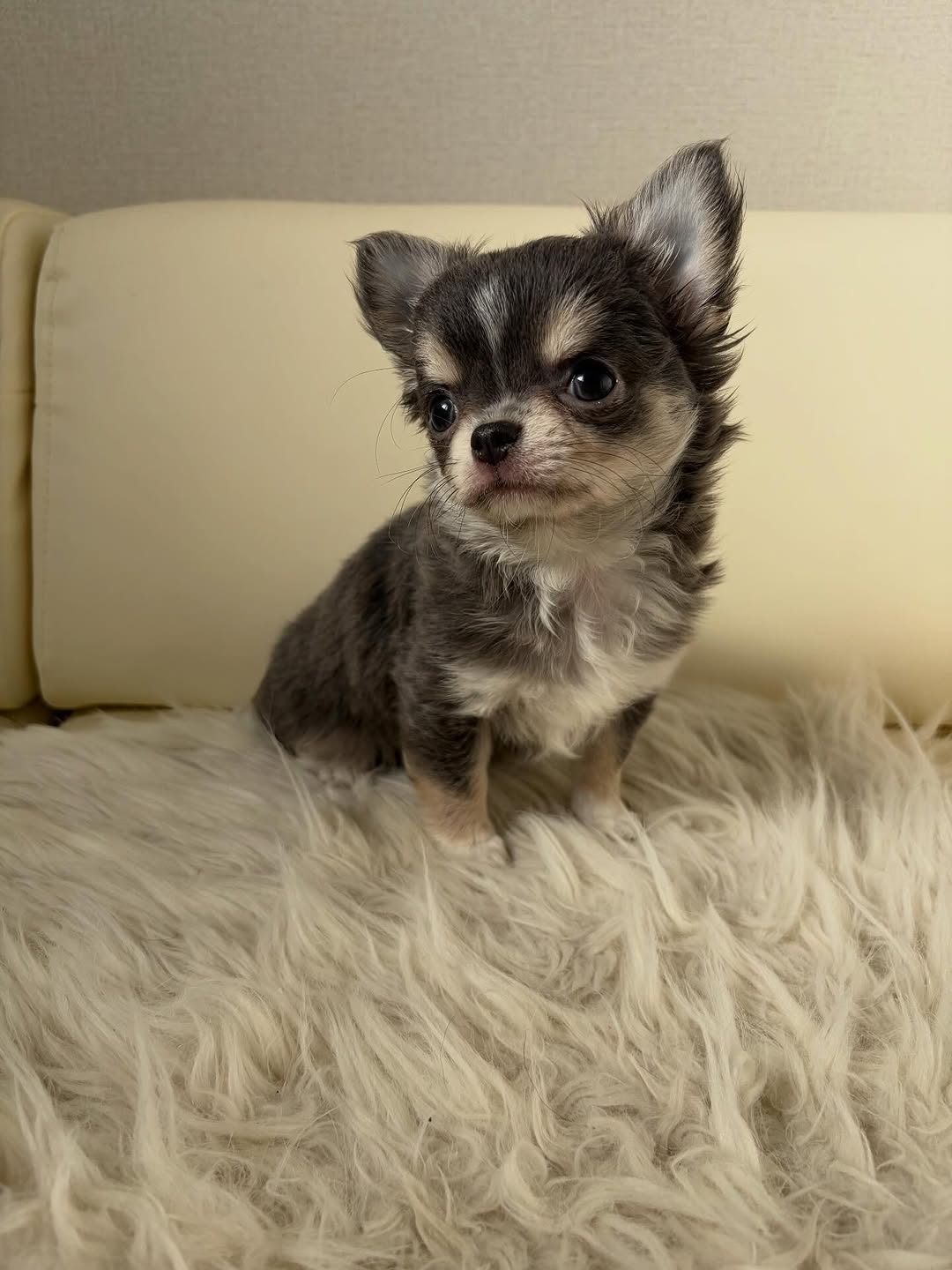 Maple, a blue & white long-coat Michigan chihuahua puppy from Chihuvas