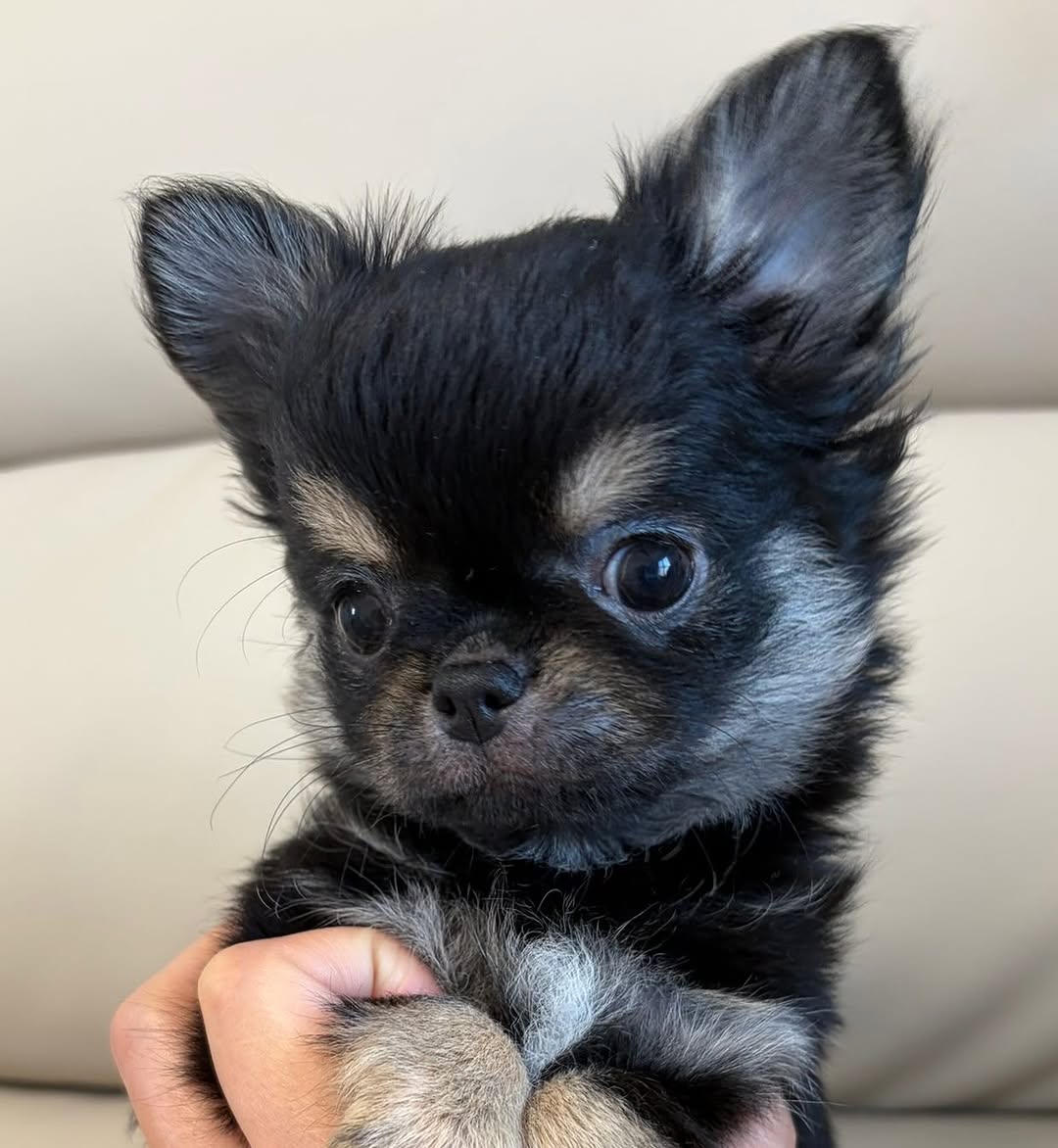 Luna, a black & tan long-coat Michigan chihuahua puppy from Chihuvas