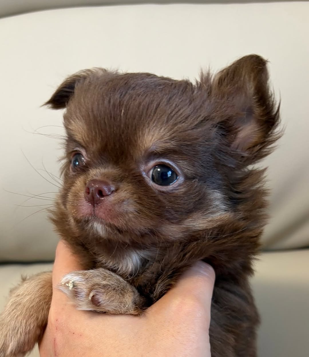 Bisou, a chocolate long-coat AKC chihuahua puppy from Chihuvas Michigan