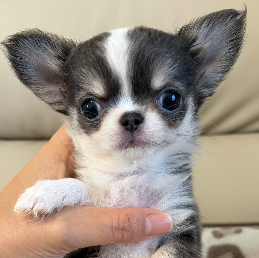Gizmo, a blue & white long-coat Michigan chihuahua puppy from Chihuvas
