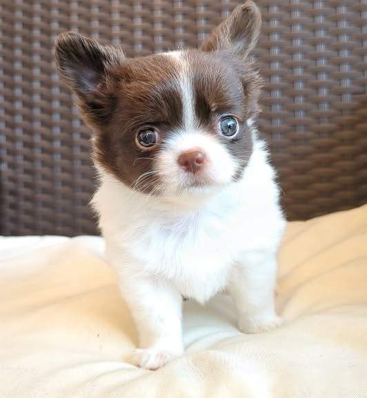 chihuahua puppies for sale, a cream long-coat Michigan chihuahua puppy from Chihuvas, eight weeks old