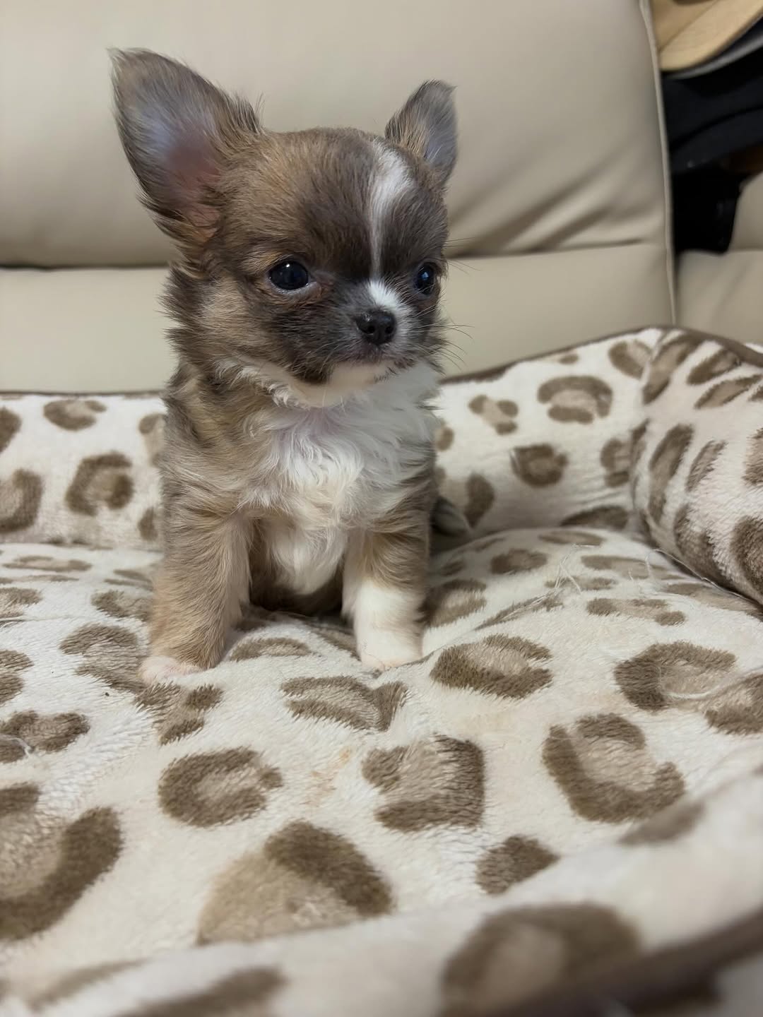 Willow, a chocolate & white long-coat Michigan chihuahua puppy from Chihuvas