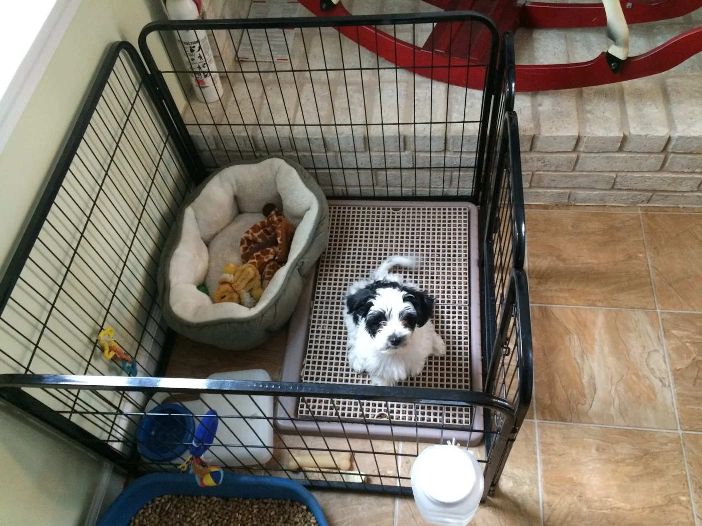 Chihuahua crate training calm puppy step by step guide Michigan Chihuvas AKC breeder den training