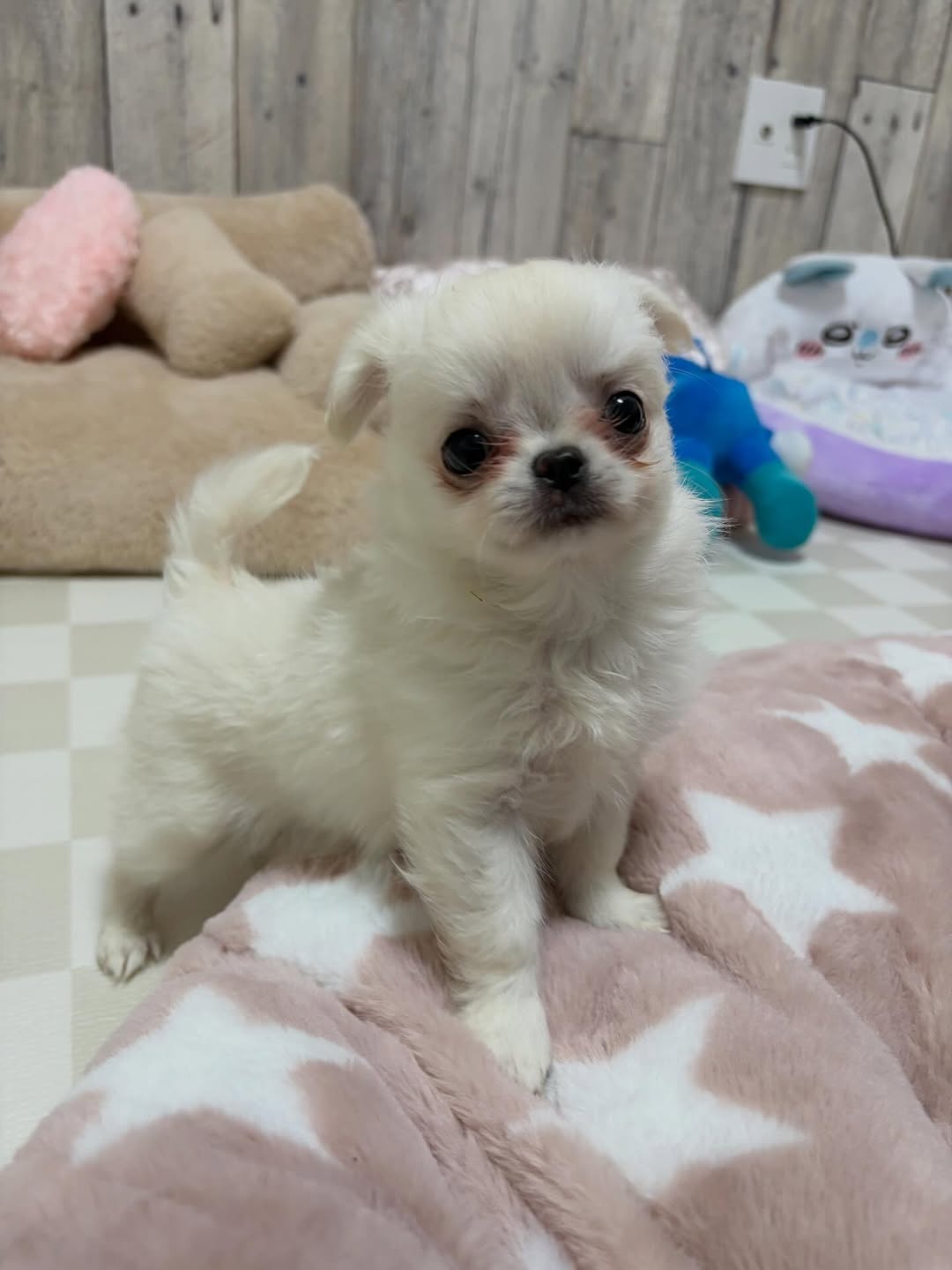 Coco, a white long-coat Michigan chihuahua puppy from Chihuvas