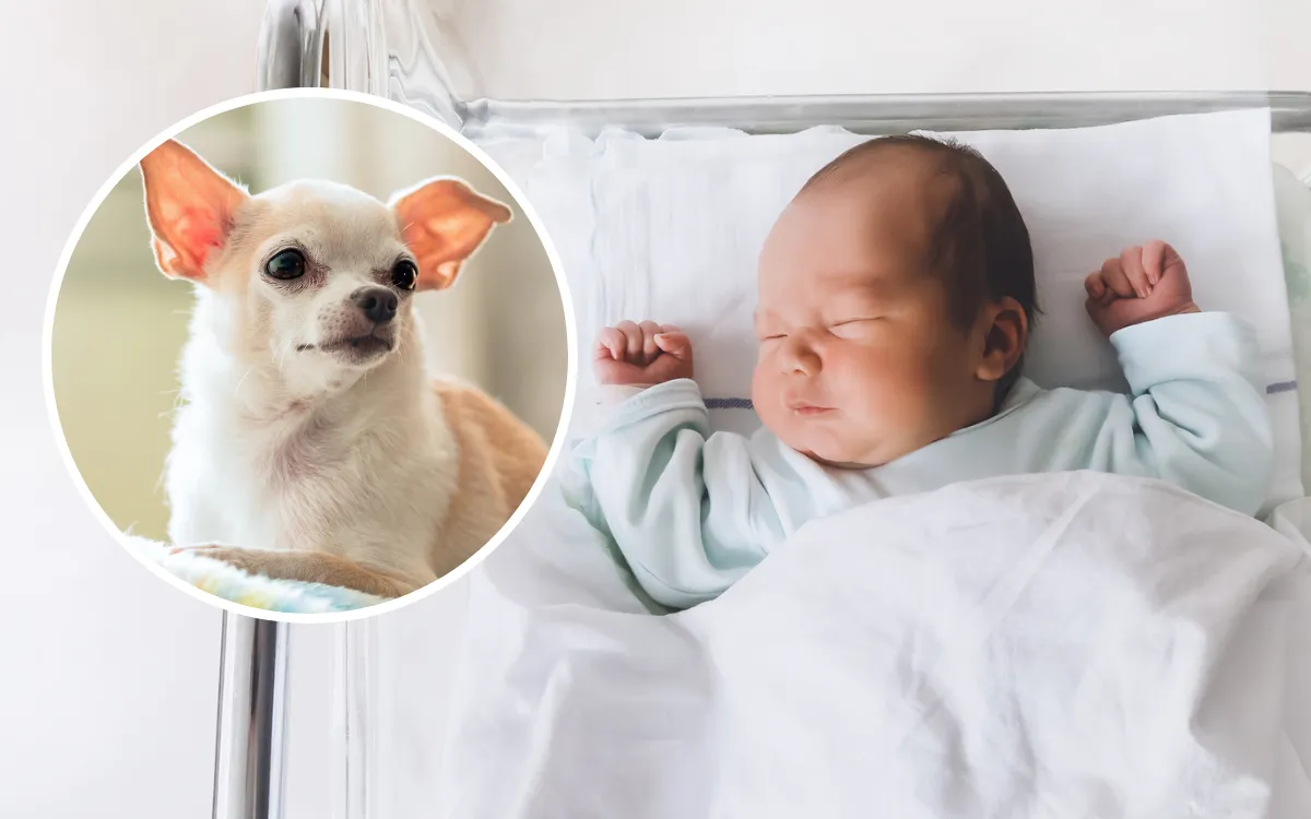 Chihuahua and babies safe introduction tips newborn small dog Michigan Chihuvas AKC breeder family guide