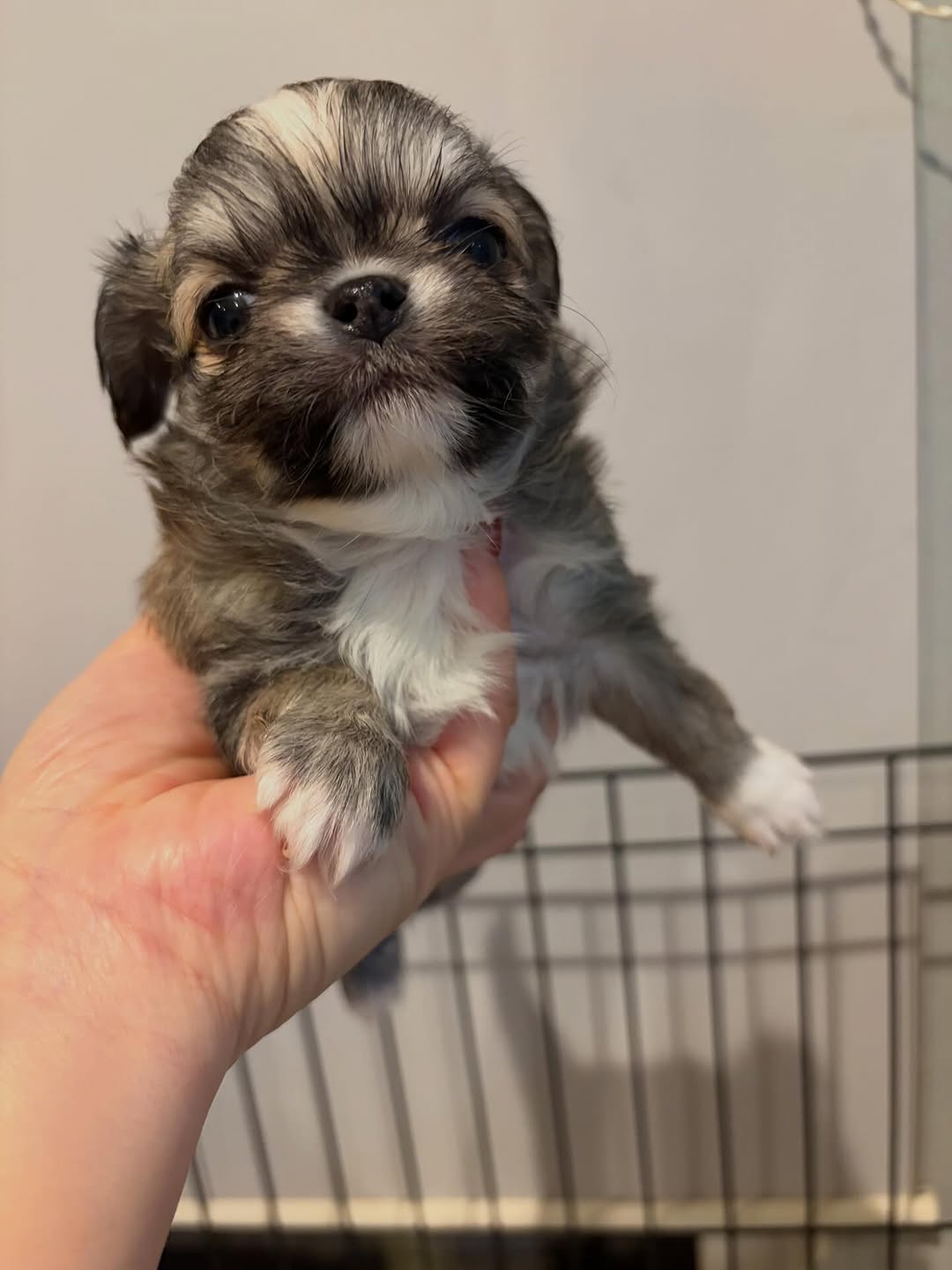 Lola, a blue merle long-coat Michigan chihuahua puppy from Chihuvas