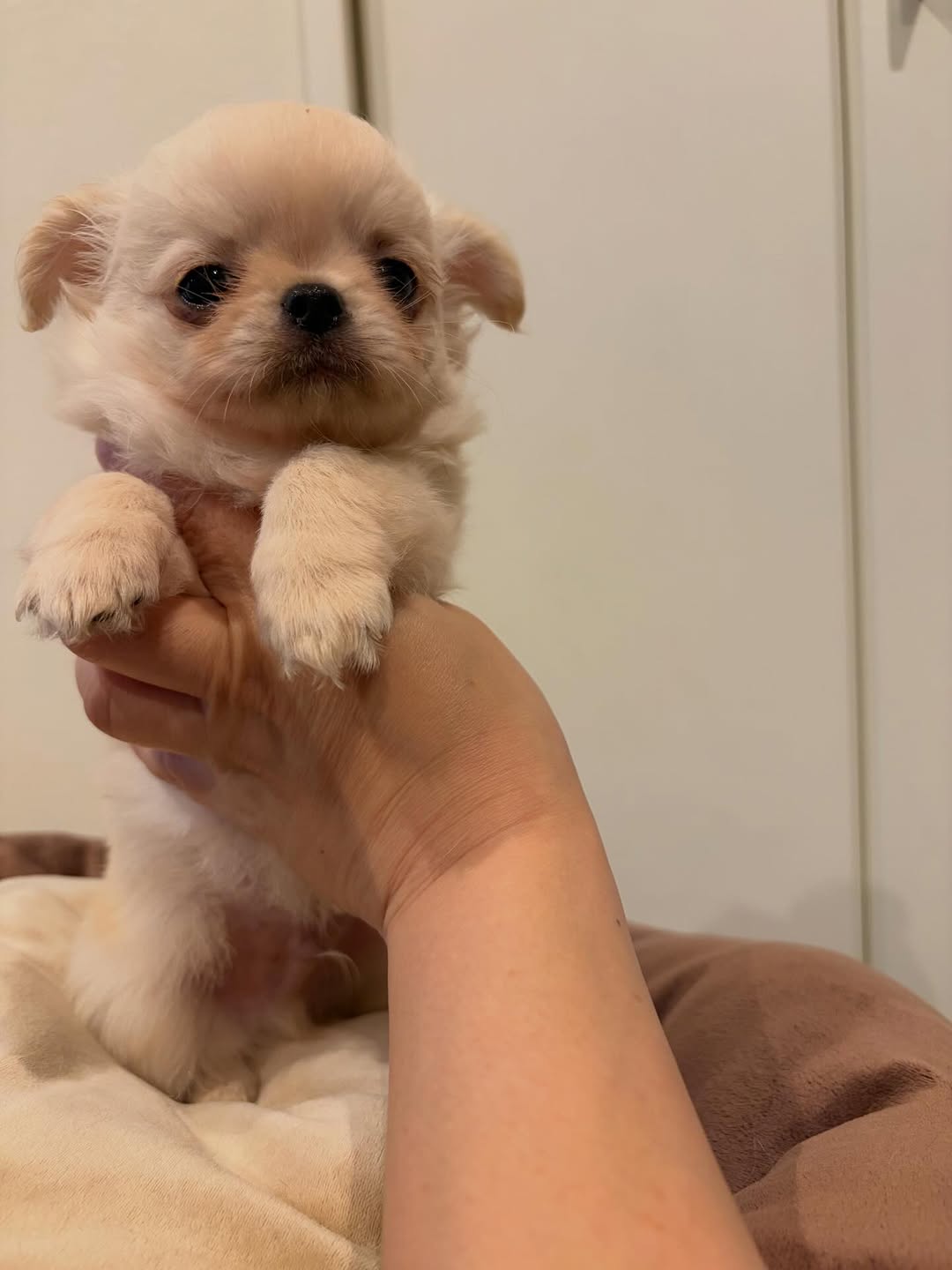 Teddy, a cream long-coat Michigan chihuahua puppy from Chihuvas