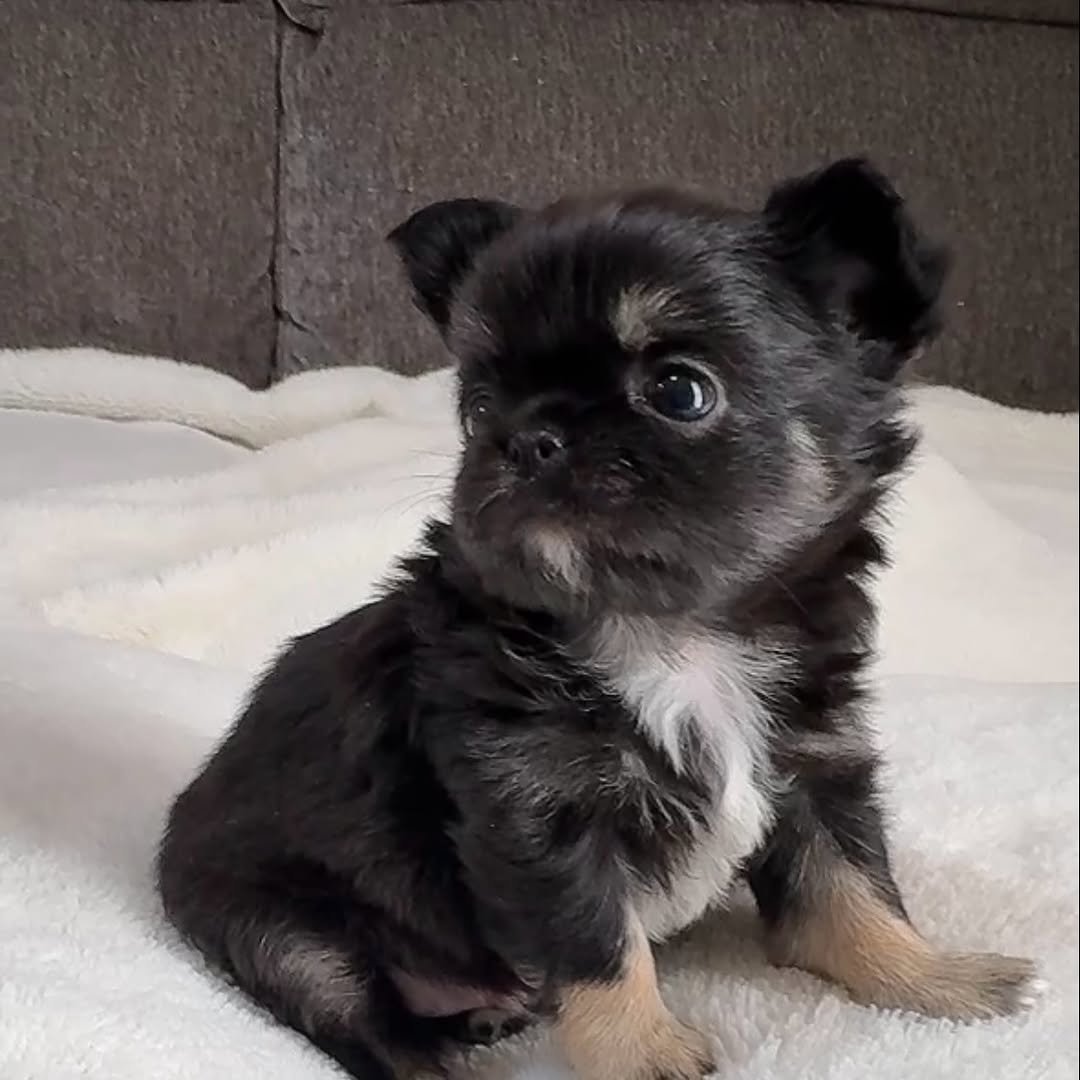 Rosie, a black & tan smooth-coat Michigan chihuahua puppy from Chihuvas