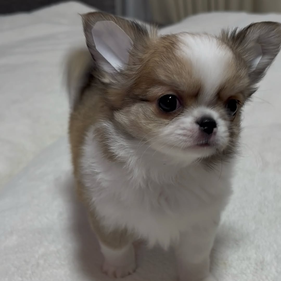 Theo, a sable & white long-coat Michigan chihuahua puppy from Chihuvas