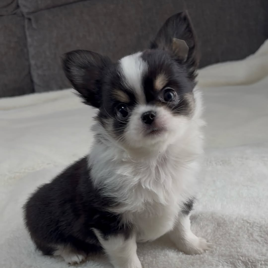 Pippa, a black & white long-coat Michigan chihuahua puppy from Chihuvas