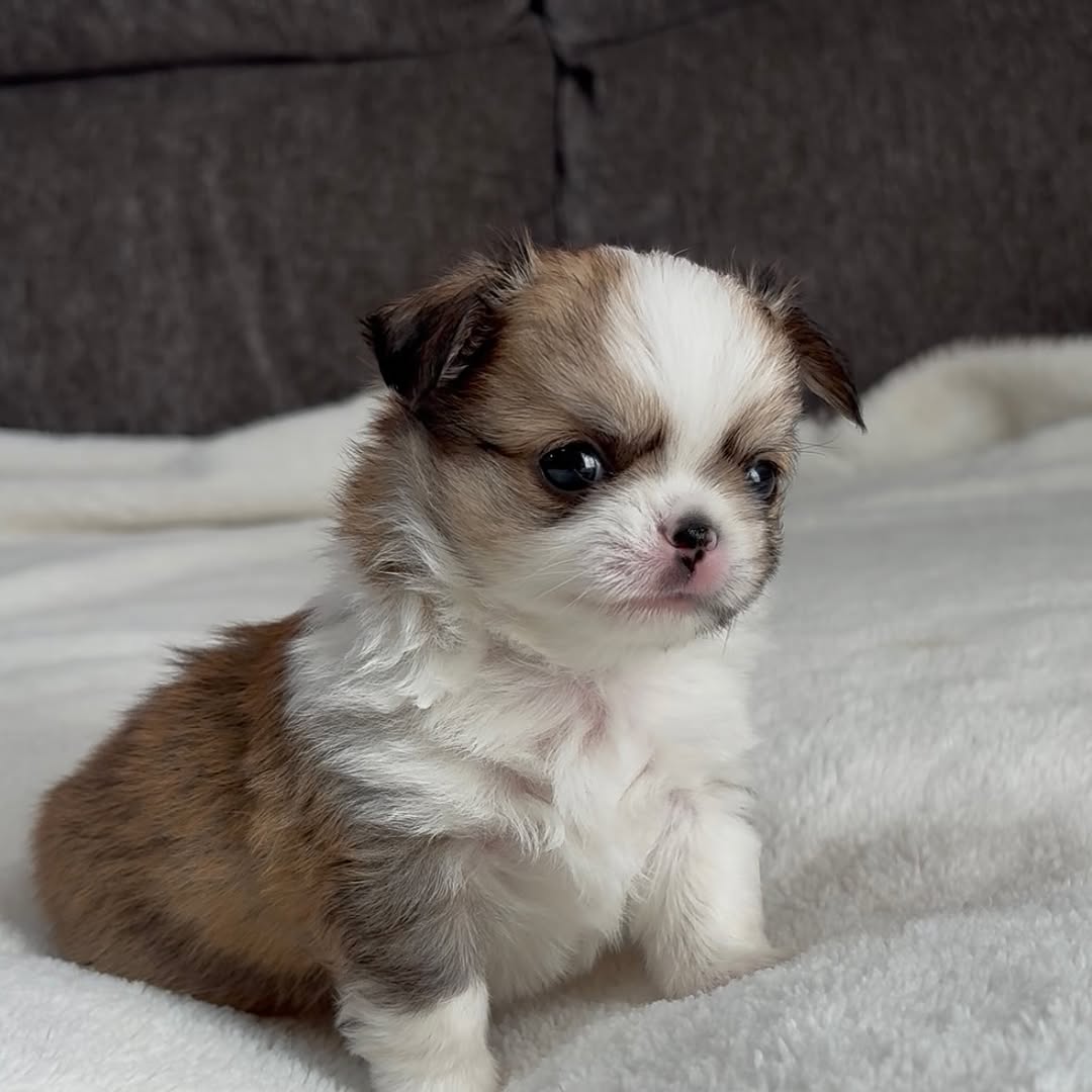 Oscar, a chocolate & white smooth-coat Michigan chihuahua puppy from Chihuvas