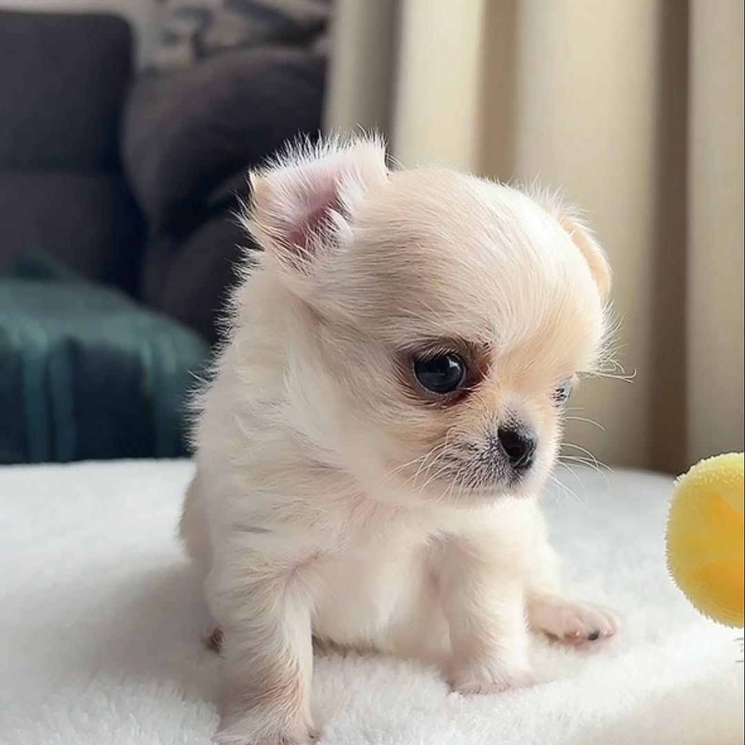 Juniper, a cream long-coat AKC chihuahua puppy from Chihuvas Michigan