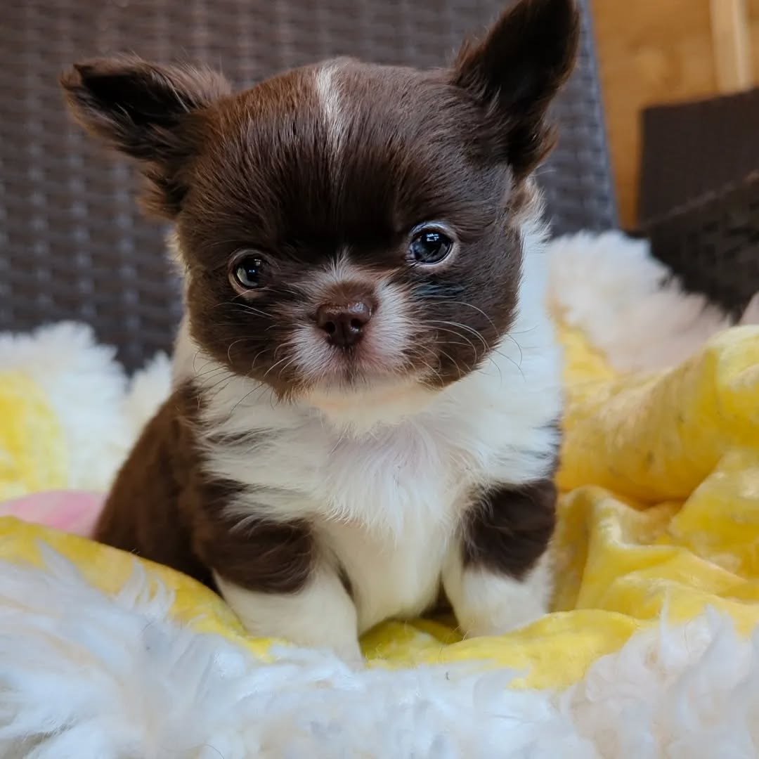 Bear, a chocolate & white long-coat Michigan chihuahua puppy from Chihuvas