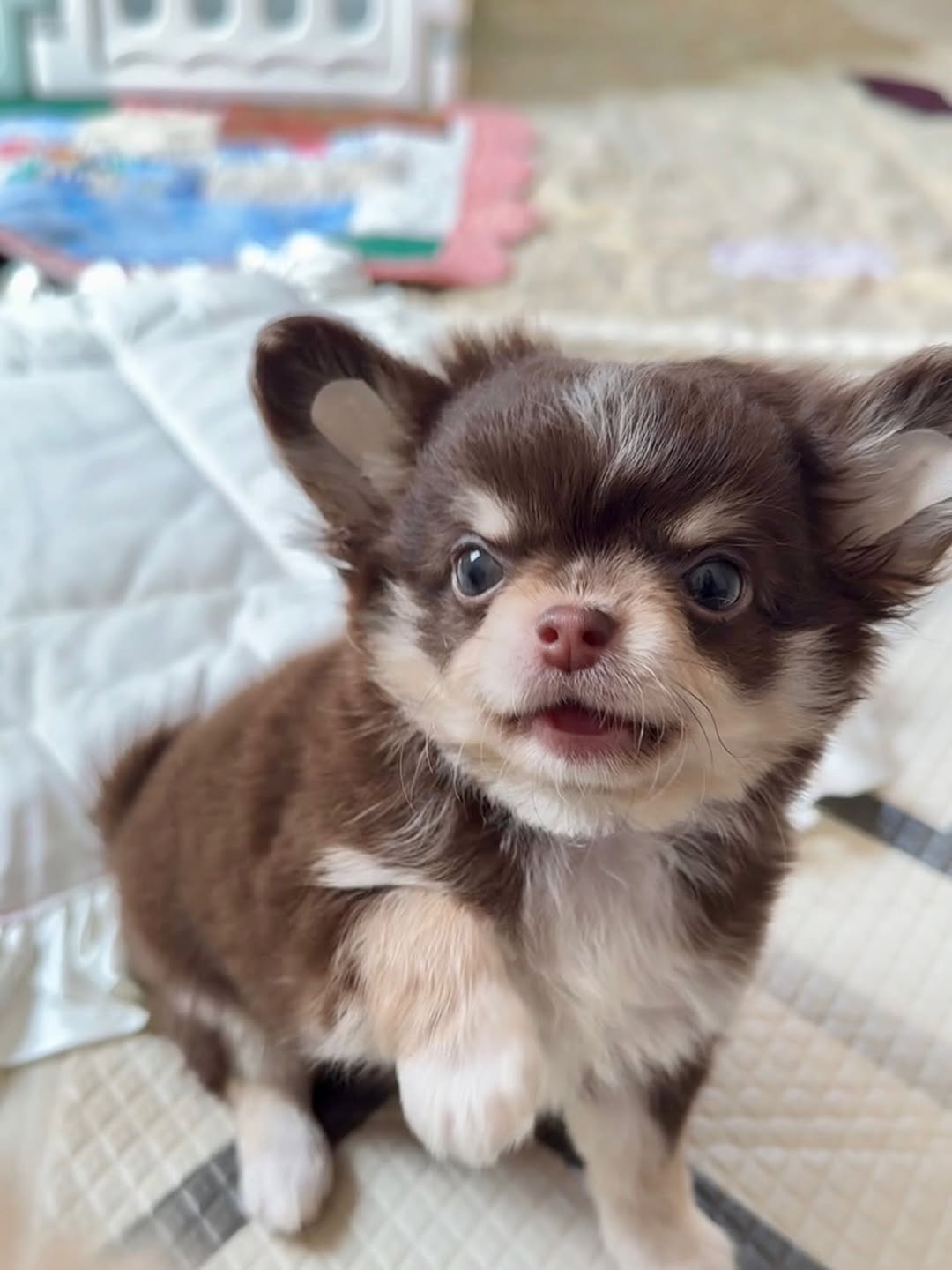 Milo, a blue long-coat Michigan chihuahua puppy from Chihuvas