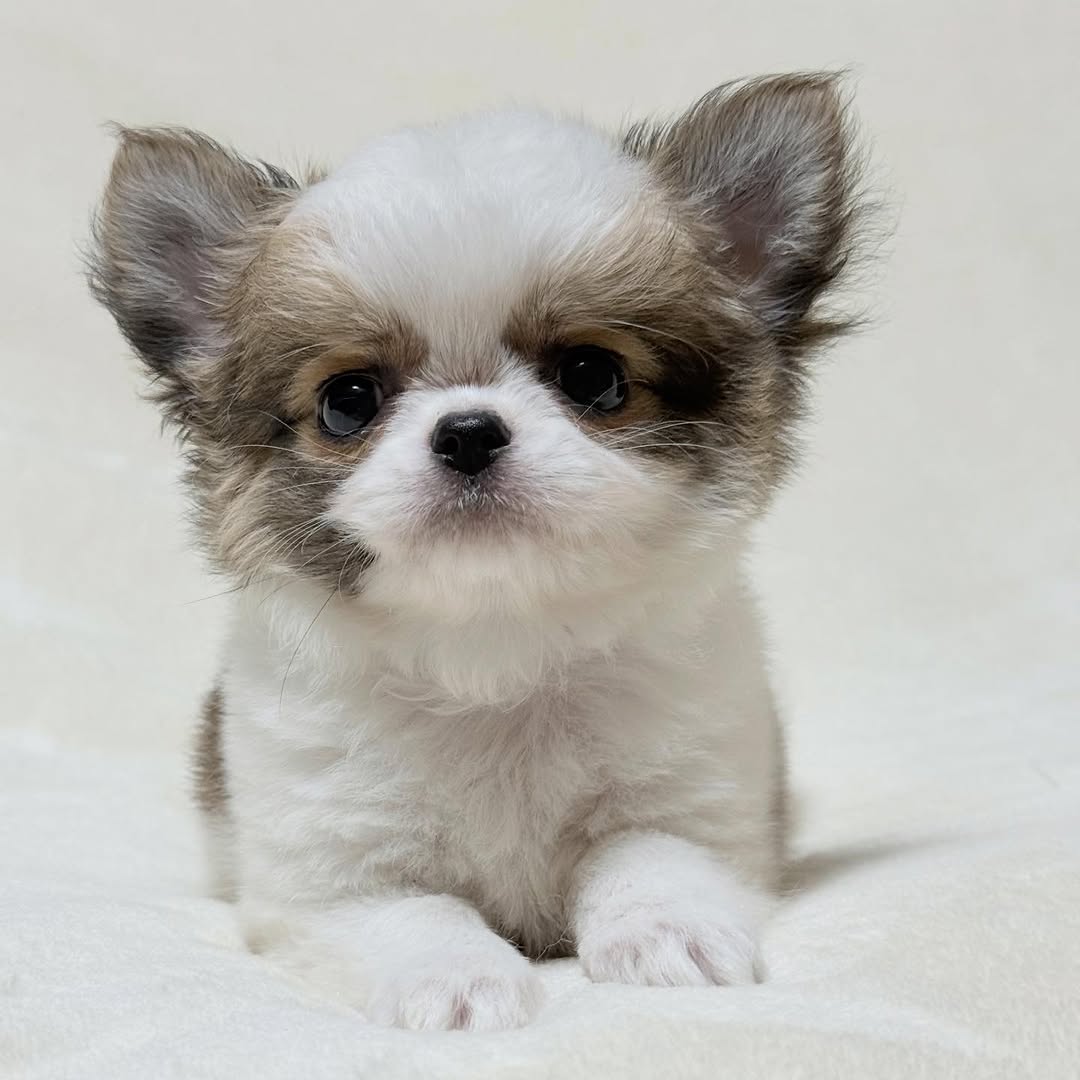 Honey, a blue & white long-coat Michigan chihuahua puppy from Chihuvas
