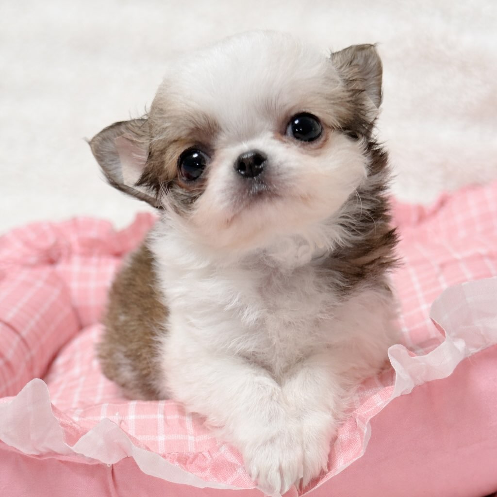 Biscuit, a chocolate & white long-coat Michigan chihuahua puppy from Chihuvas