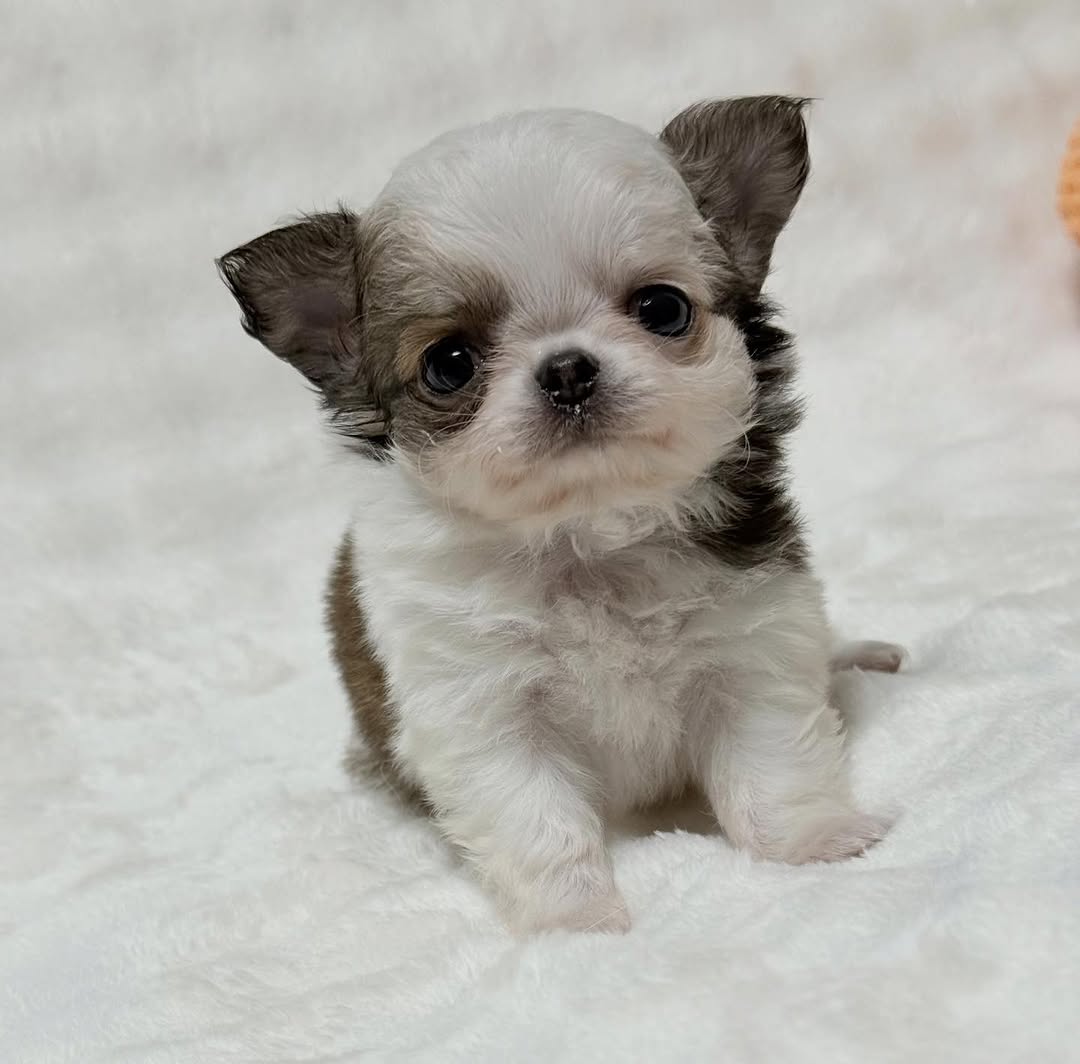 Dixie, a blue merle & white long-coat Michigan chihuahua puppy from Chihuvas