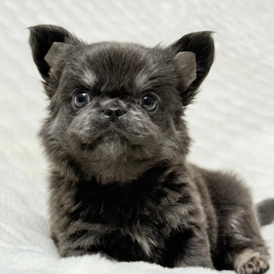 Hazel, a blue smooth-coat Michigan chihuahua puppy from Chihuvas