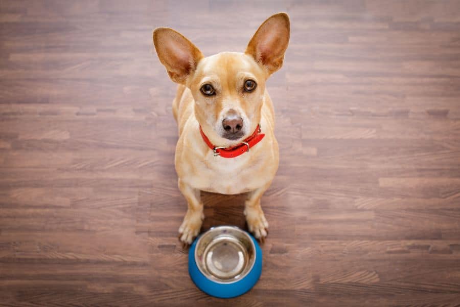 Chihuahua resource guarding food toys behaviour training tips Michigan Chihuvas AKC breeder
