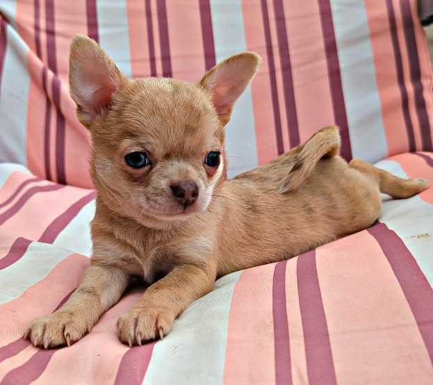 Atlas, a sable smooth-coat AKC chihuahua puppy from Chihuvas Michigan