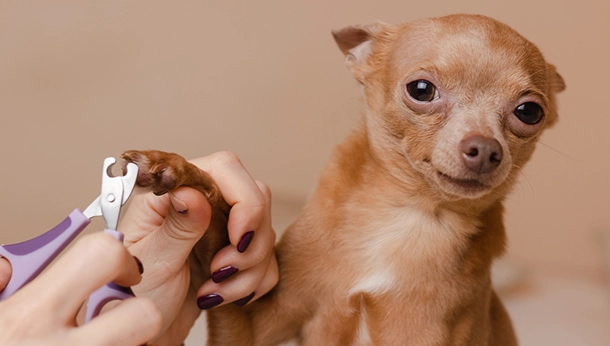 Chihuahua nail care trimming guide stress-free tips Michigan Chihuvas AKC breeder grooming