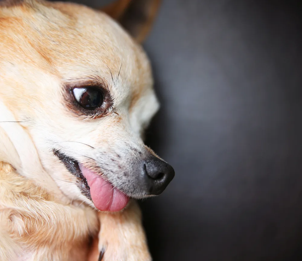 Why does my Chihuahua lick so much explained normal affectionate behaviour Michigan Chihuvas AKC breeder behaviour guide