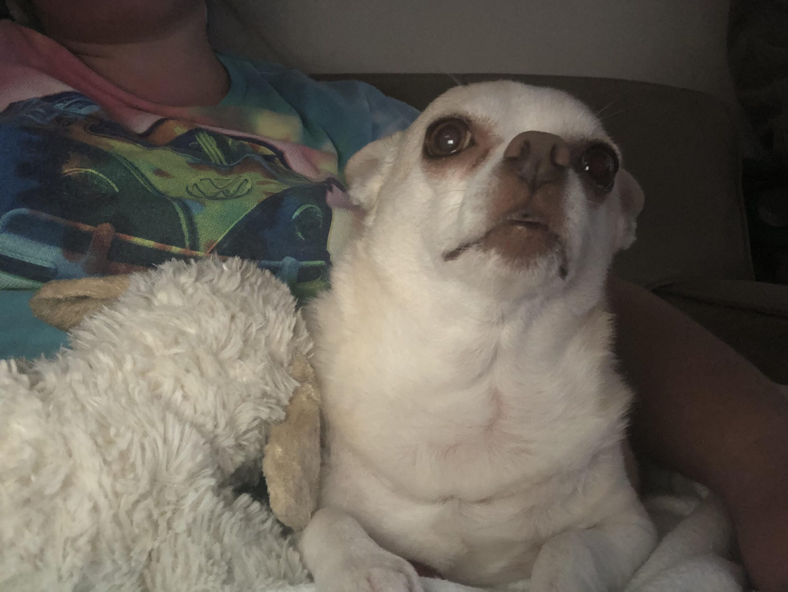 Chihuahua allergies signs symptoms treatment skin itching Michigan Chihuvas AKC breeder health guide