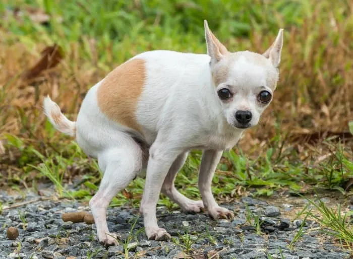Chihuahua potty training schedule house training tips Michigan Chihuvas AKC breeder puppy guide