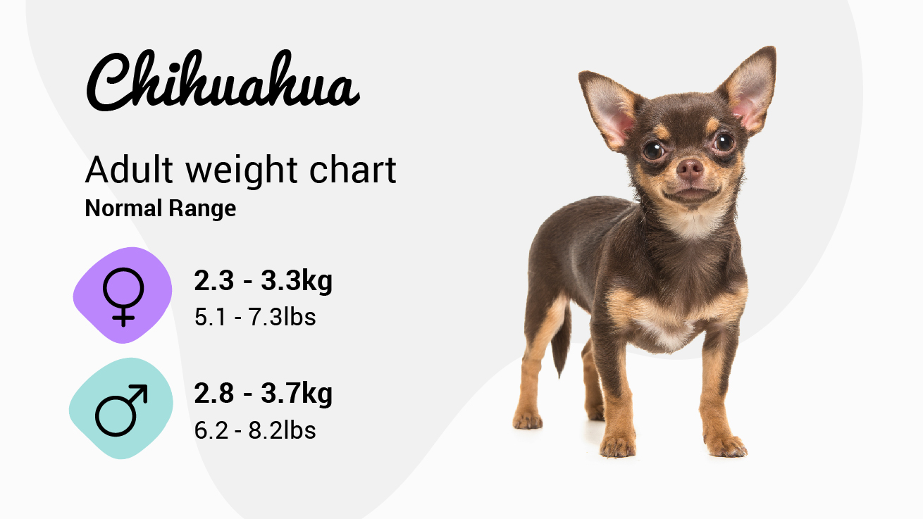 Chihuahua weight guide — healthy weight Chihuahua showing ideal body condition score visible waist Michigan Chihuvas AKC breeder