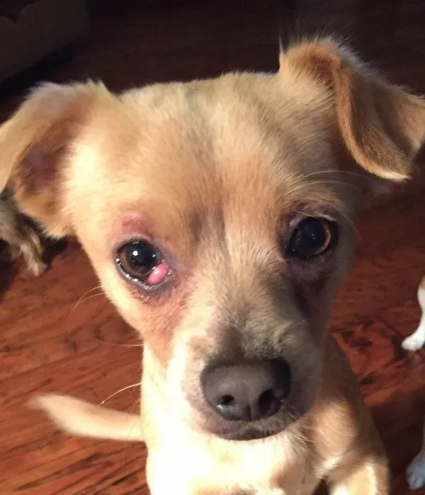 Chihuahua eye care showing a chihuahua having its eyes gently cleaned with a soft cotton pad as part of a daily eye care routine