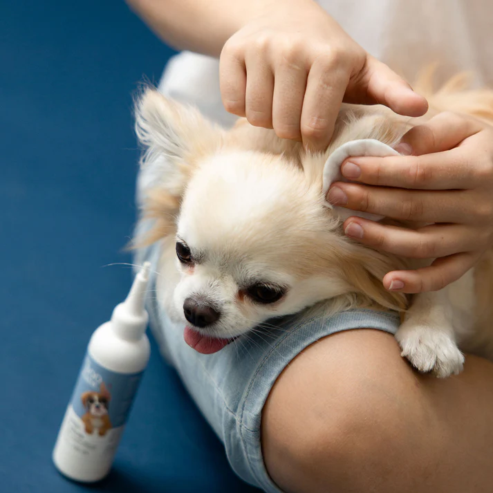 Chihuahua ear care showing a chihuahua having its large upright ears gently inspected and cleaned as part of a regular care routine