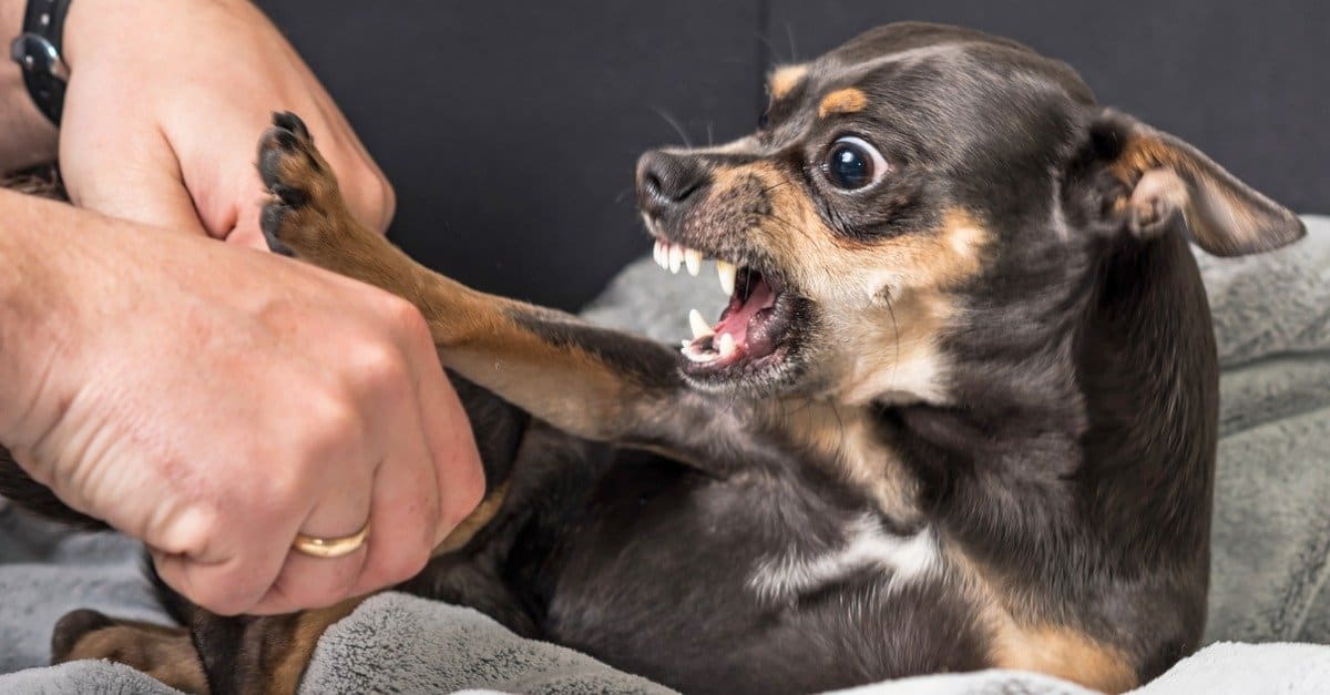 Chihuahua teething showing a young chihuahua puppy chewing on a small teething toy to relieve sore gums during the tooth transition phase