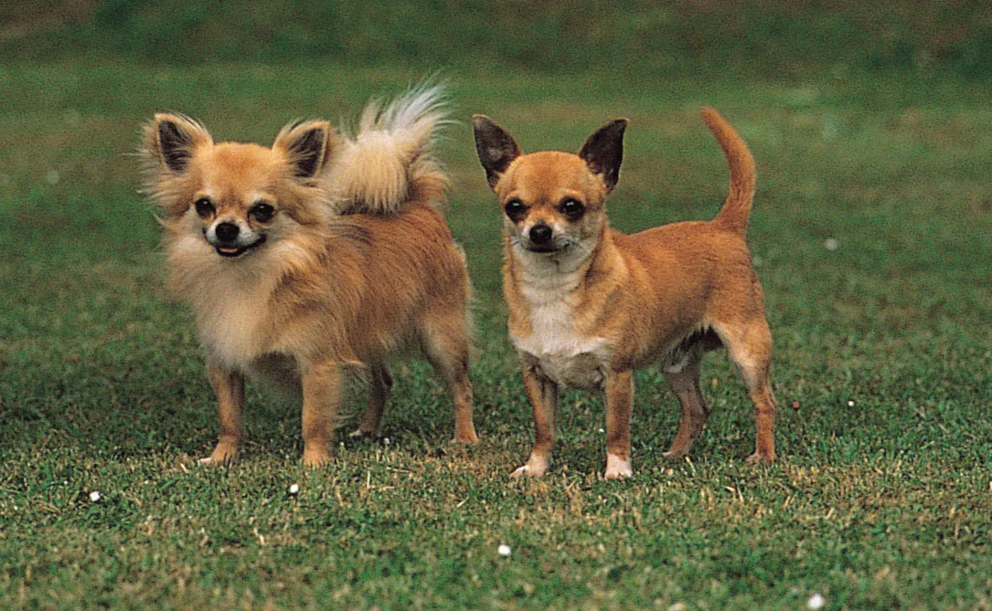Chihuahua lifespan guide — how long do Chihuahuas live healthy senior Chihuahua Michigan Chihuvas AKC breeder health wellness