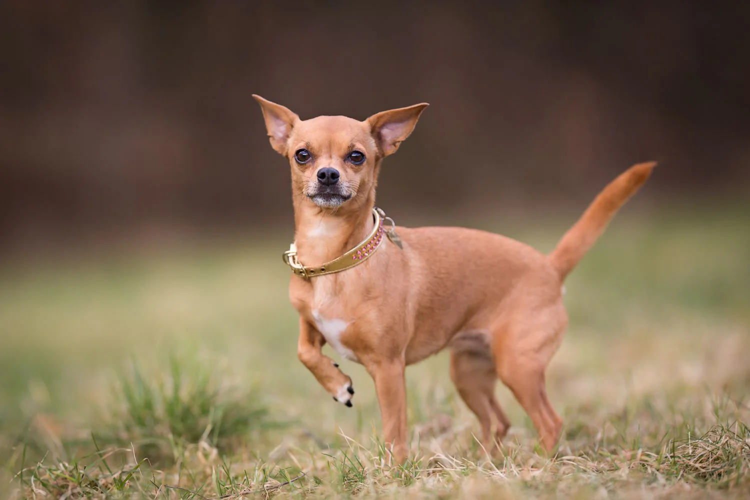 Soleil, our foundation Chihuvas chihuahua