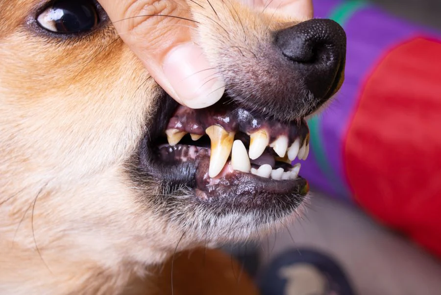 Chihuahua dental care — small Chihuahua having teeth brushed with dog toothbrush Michigan Chihuvas AKC breeder dental guide