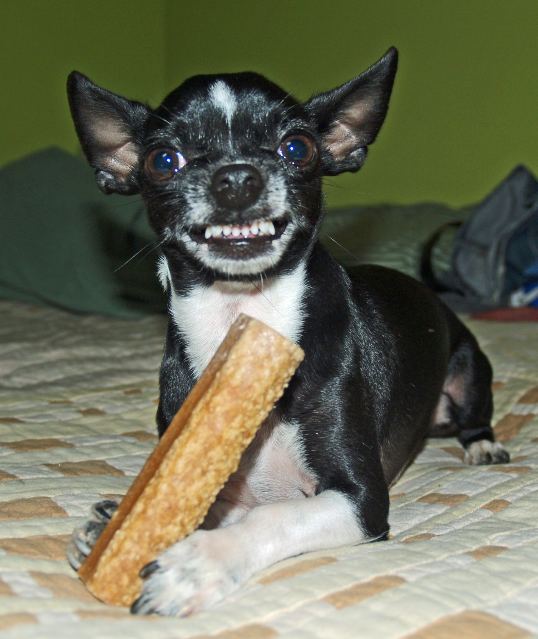 Chihuahua resource guarding showing a chihuahua with a toy demonstrating possessive body language that owners should learn to recognise and address safely