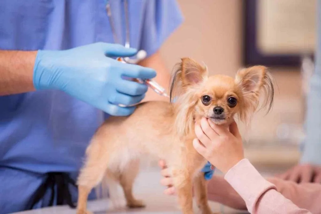 Chihuahua vaccination schedule — small Chihuahua puppy at vet receiving first vaccine Michigan Chihuvas AKC breeder new puppy guide