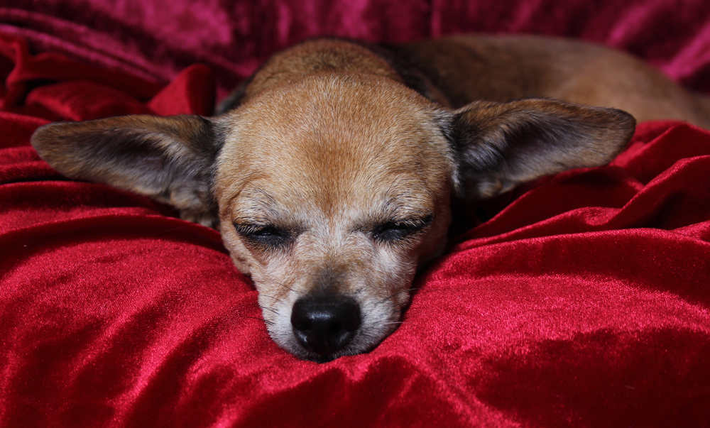 Senior Chihuahua care — older grey-muzzled Chihuahua resting comfortably Michigan Chihuvas AKC breeder health guide
