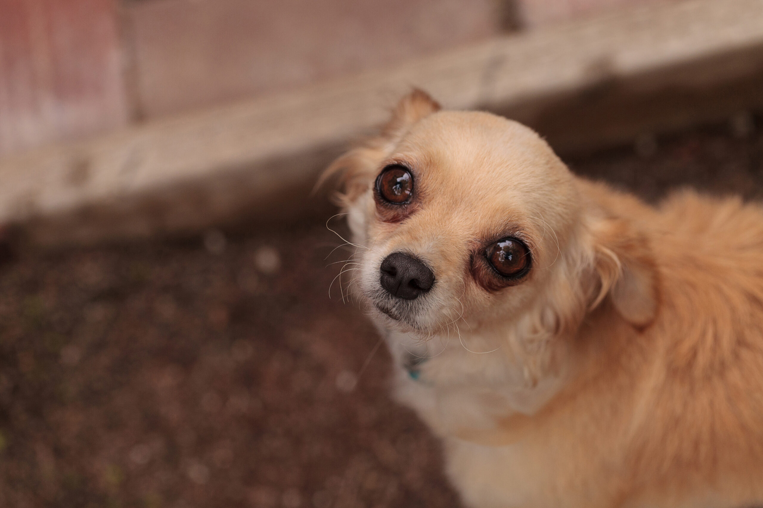 Chihuahua separation anxiety — anxious Chihuahua waiting by door for owner to return Michigan Chihuvas