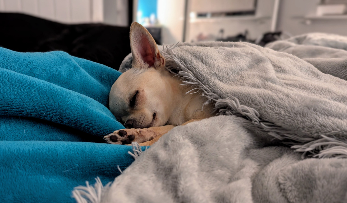 Chihuahua sleep guide how much do chihuahuas sleep hours by age Michigan Chihuvas AKC breeder