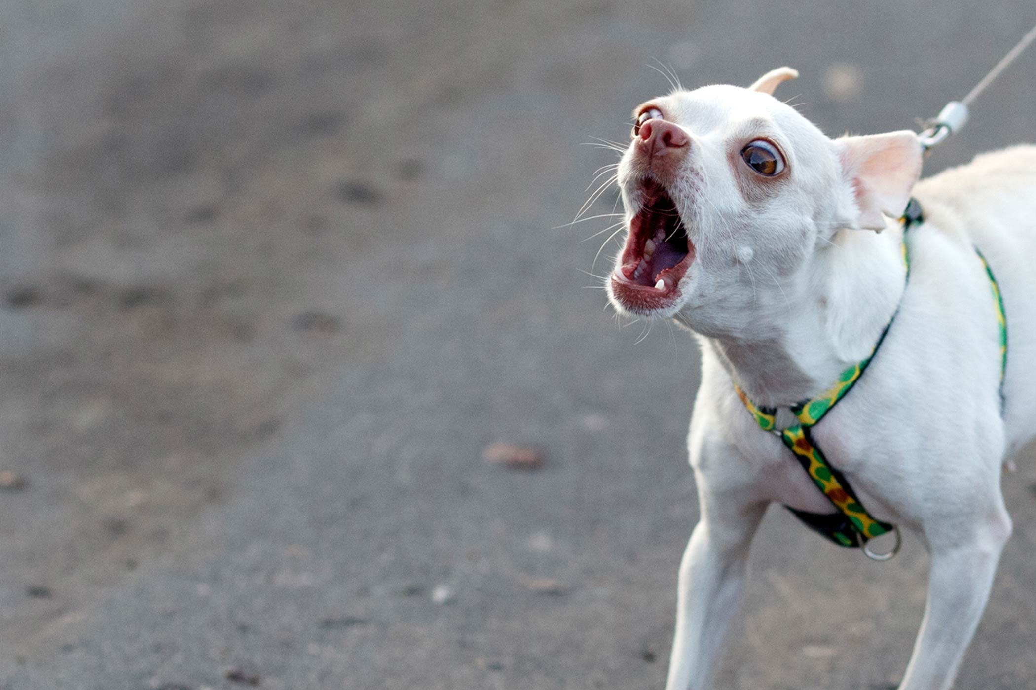 Why does my Chihuahua bark so much — alert Chihuahua barking at doorbell territorial instinct Michigan Chihuvas breeder