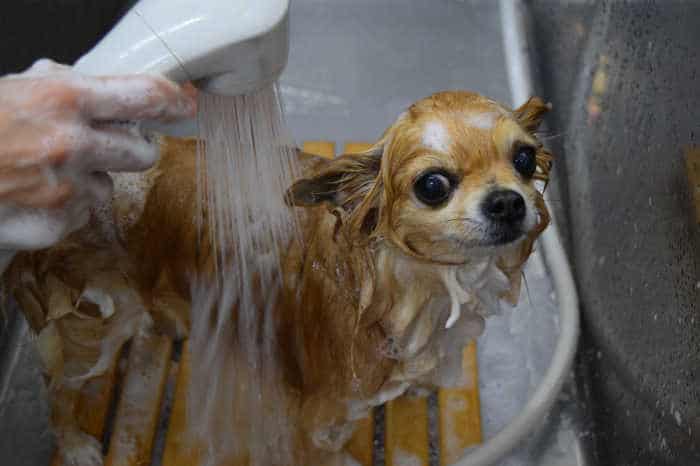 How to bathe a Chihuahua — small Chihuahua being gently bathed in sink with dog shampoo Michigan Chihuvas AKC breeder grooming guide