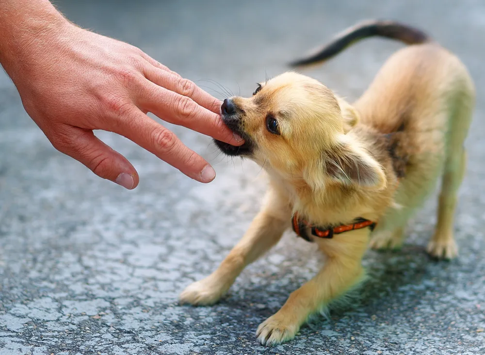 Chihuahua biting behaviour guide — small Chihuahua showing defensive behaviour Michigan Chihuvas AKC breeder behaviour solutions
