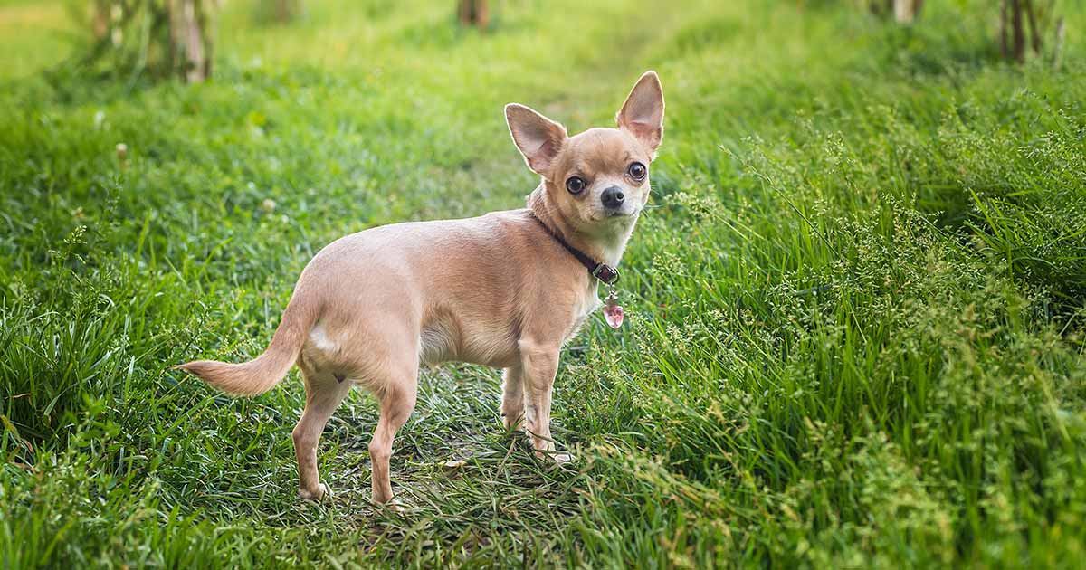 Romeo, a Chihuvas adult chihuahua, in our home in Traverse City